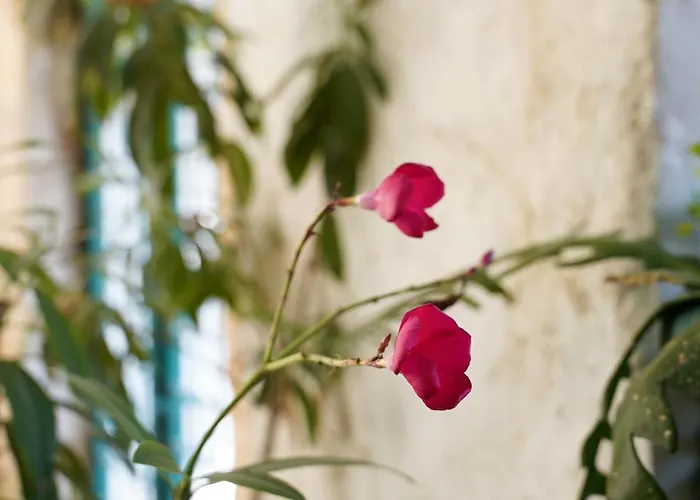 Lindas Convent Garden 4