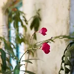 Lindas Convent Garden 4